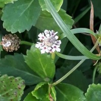 Phyla nodiflora var. nodiflora